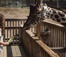 Elmwood Park Zoo's Zoo Snooze is an outdoor overnight adventures feature a campfire and giraffe feeding. Photo by Apiary Photography 