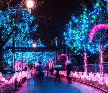 The zoo lights are aglow at LumiNature. Photo courtesy of the Philadelphia Zoo