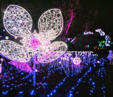 Over a million lights illuminate the Philadelphia Zoo as it transforms into a sparkling winter wonderland, LumiNature. Photo by Georgi Anastov Photography 