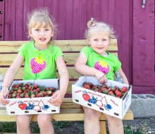 Strawberries taste sweeter when you pick them yourself at one of these berry picking farms near Chicago. Photo courtesy of Olive Berry Acres