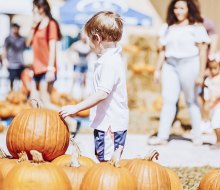 Find a plump pumpkin as the ultimate fall accessory at the Boca Pumpkin Patch Festival. Photo courtesy of the festival