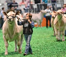 Little boy showing his steer. Photo courtesy of the Houston Livestock Show Rodeo