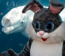 Meet new friends at the top things to do in Connecticut this weekend! Breakfast with the Easter Bunny at Mystic Aquarium. Photo courtesy of the aquarium.