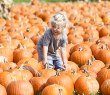 Gorgeous pumpkins await at All Seasons Apple Orchard in Woodstock, a pumpkin patch near Chicago. Photo courtesy of  orchard