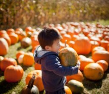 Find the best pumpkin patches near Los Angeles!