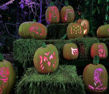 Pumpkins at Callaway Gardens welcomes guests during the day AND night for major fall fun! Photo by Rebecca Leffler