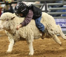 Mutton Bustin' is always a crowd favorite. Photo courtesy of Houston Livestock Show and Rodeo.