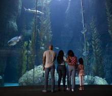 Dive into tons of fun in Long Beach. Photo courtesy of Aquarium of the Pacific