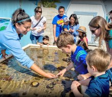 Meet a few sea creatures at the Sea Lab. Photo courtesy of Redondo Beach Chamber of Commerce & Visitors Bureau