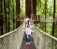 Photo courtesy of Redwood SkyWalk