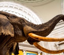 Young kids can enjoy free weekly play dates at the Smithsonian National Museum of Natural History. Photo by Kelly Verdeck, via Flickr. (CC BY-NC-ND 2.0)