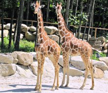 See more than 800 animals at Southwick's Zoo. Photo courtesy the Massachusetts Office of Travel & Tourism