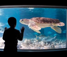 See some wonderful sights and find more things to do in Connecticut before school starts! Photo courtesy of The Maritime Aquarium at Norwalk