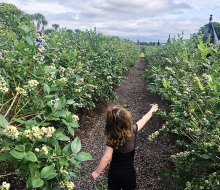 Kids can pick blueberries and enjoy fun activities at Tom West Blueberries. Photo by author