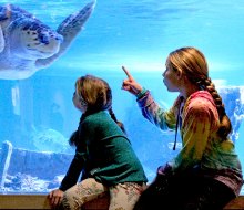 The Maritime Aquarium at Norwalk has 75 animal exhibits and is home to more than 7,000 animals. Photo courtesy of the aquarium