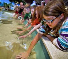 Kids touch the gentle rays at the Touch Tank Exhibit. Photo courtesy of New England Aquarium