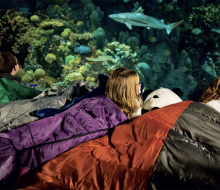 Kids can take an immersion tour or have an aquarium sleepover at the National Aquarium.  Photo by Chris Mattle
