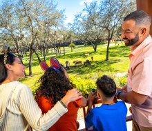 At Disney's Animal Kingdom Lodge, you can stay in a room with views of real animals such as zebras and giraffes. Photo courtesy of Walt Disney World Resort Hotels