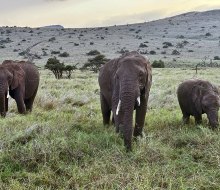 Witness the beauty of elephants on the open plains — pure safari magic! 