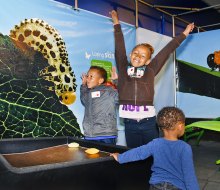 Catch the Amazing Butterflies exhibit at Lasdon Park this month. Photo courtesy of Friends of Lasdon Park 