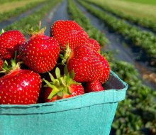 Fishkill Farms offers certified organic berries during its strawberry picking season.