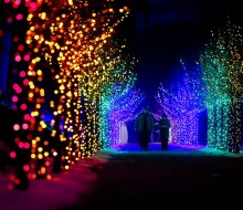 Make the season bright with best holiday lights drive-thrus and Christmas light shows in Boston! Naumkeag Winterlights photo by Stephanie Zollshan Photography, courtesy of The Trustees of Reservations 