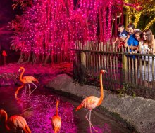 Delight in the resident flamingos at Palm Beach Zoo. Photo courtesy of the zoo