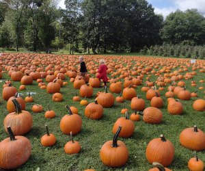 Boy and girl wander through DuBois Farms pumpkin patch
