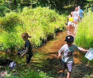 nj: Catching frogs, fish in the stream at Rancocas Nature Center: