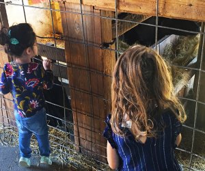 Cream of the Crop: 10 Best Farms for Family Fun and Entertainment in Chicago Meet some furry new friends at these kid-friendly farms. Photo by the author