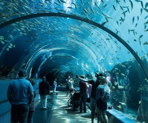 Georgia Aquarium.  Visiting Atlanta with Kids: 3 Day Itinerary