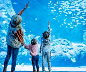 12 Family-Friendly Summer Weekend Getaways near Chicago See spectacular animals in a historic setting at the St. Louis Aquarium at Union Station.