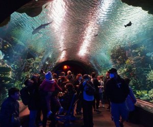 Enjoy free admission to the New York Aquarium on Wednesdays