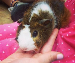 Cuddle a guinea pig at The Art Farm, a petting zoo in NYC