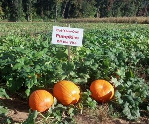Cut your own pumpkins off the vine at Riamede Farm