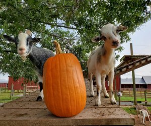 Best Pumpkin Patches in New Jersey for Kids - Mommy Poppins