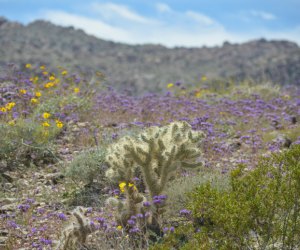 Spring wildflower hikes near Los Angeles: Joshua Tree National Park