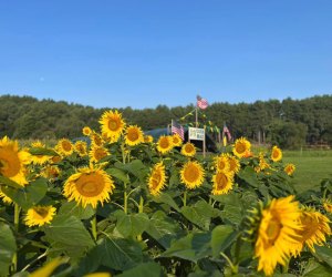 Photo of sunflower field - Top Things To Do in Boston this Fall