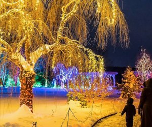 Holiday lights will still be shining bright over Christmas break in Boston. Night Lights photo courtesy of the Tower Hill Botanic Garden