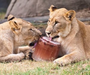 Photo by Stephanie Adams/courtesy the Houston Zoo