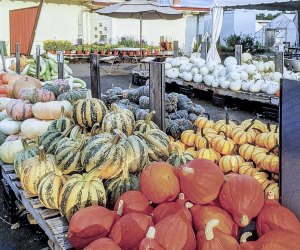 Photo of a variety of pumpkins - Pumpkin Patches Near Boston