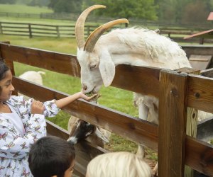 Feed goats and other animals at Maymont Farm in Richmond. Photo courtesy of the farm