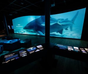 View of the Sharks exhibit at the American Museum of Natural History