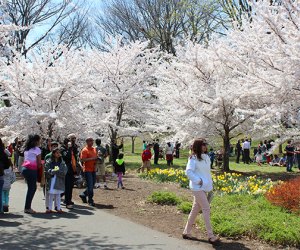 Branch Brook Park's Cherry Blossom Festival draws crowds to the park