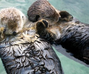 Sea otters really don't want to get lost! Photo courtesy Joe Robertson/CC BY 2.0