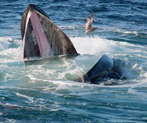 Enjoy whale watching off the shores of Long Island