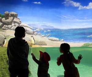 kids looking at penguins at an aquarium