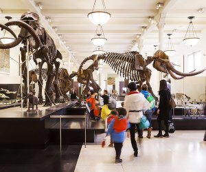 Make a date to visit the dinosaurs at the American Museum of Natural History. Photo by Marley White