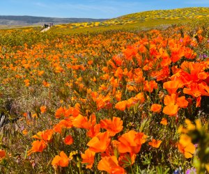 Spring wildflower hikes near Los Angeles: Antelope Valley Poppy Reserve