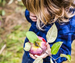 Fill your bucket with more than apples and candy–Take a bite out of autumn with our Fall Bucket List for kids! Apple Picking photo courtesy of the Massachusetts Office of Tourism 